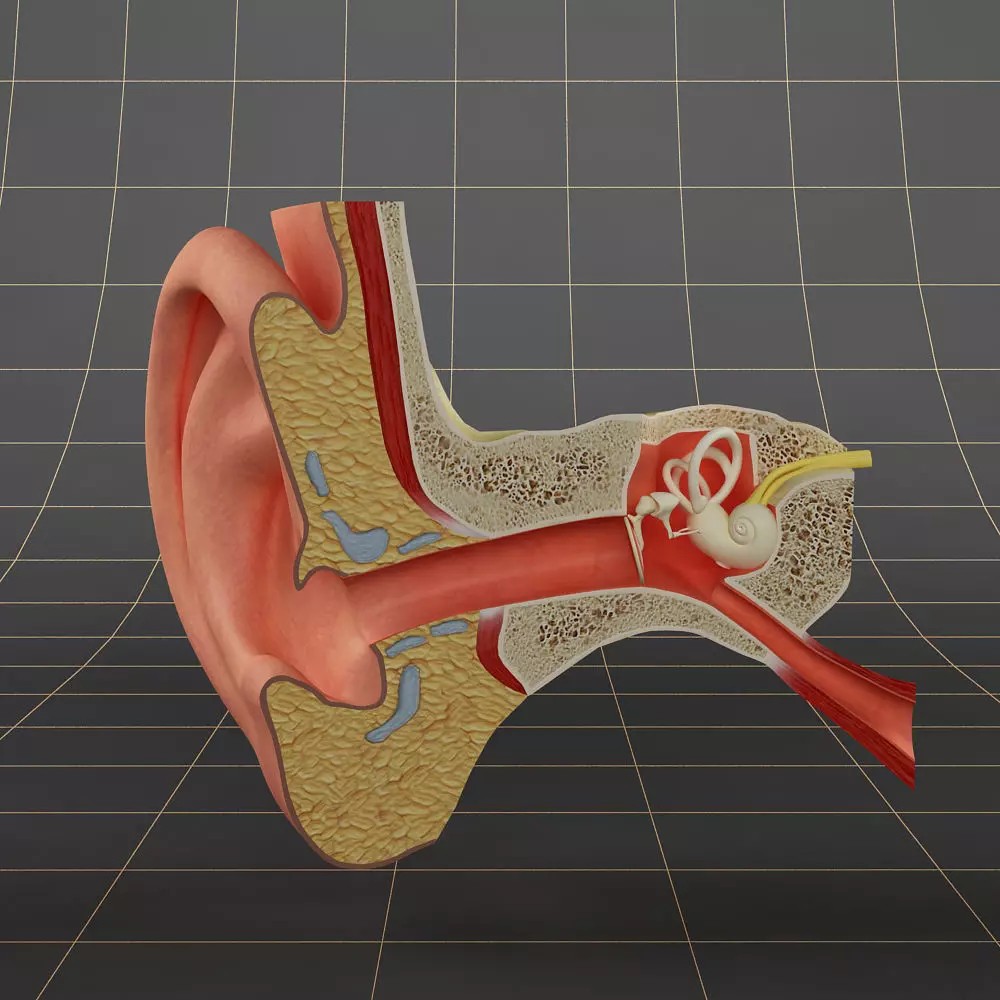 Anatomy Ear 3D Model – Detailed Character Asset, FBX, OBJ, Blender - View 2