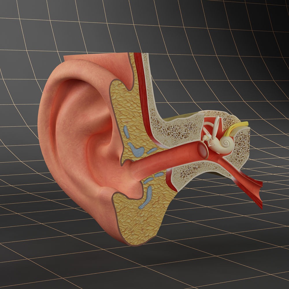 Anatomy Ear 3D Model – Detailed Character Asset, FBX, OBJ, Blender - View 3