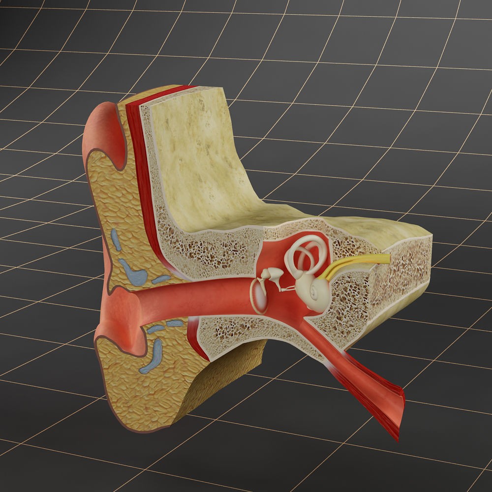 Anatomy Ear 3D Model – Detailed Character Asset, FBX, OBJ, Blender - View 4