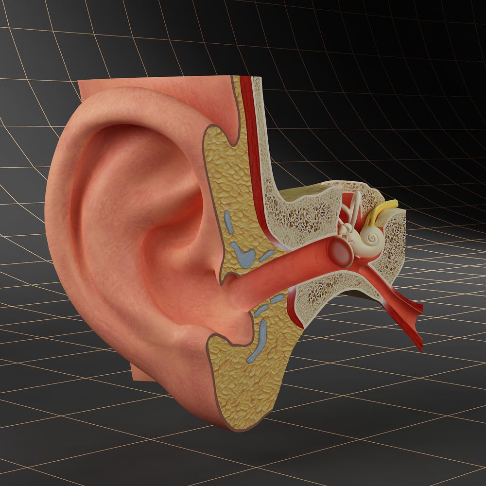 Anatomy Ear 3D Model – Detailed Character Asset, FBX, OBJ, Blender - View 5