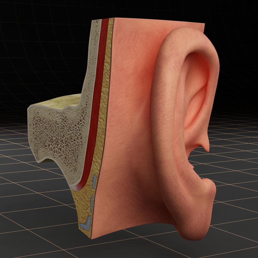 Anatomy Ear 3D Model – Detailed Character Asset, FBX, OBJ, Blender - View 6