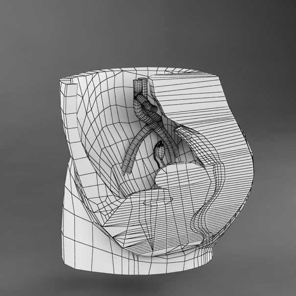 Female Reproductive System 3D Model – Realistic Anatomy Asset, FBX - View 11