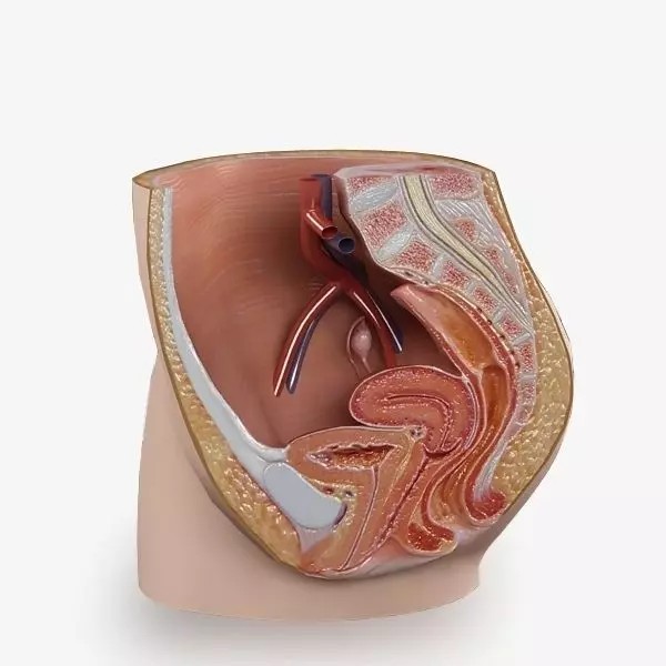 Female Reproductive System 3D Model – Realistic Anatomy Asset, FBX - View 2