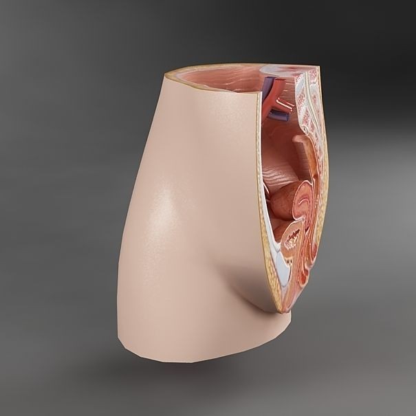 Female Reproductive System 3D Model – Realistic Anatomy Asset, FBX - View 3