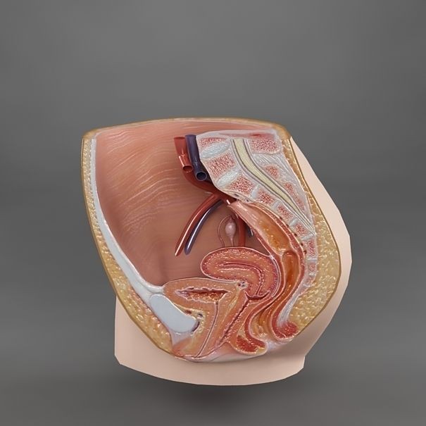 Female Reproductive System 3D Model – Realistic Anatomy Asset, FBX - View 5