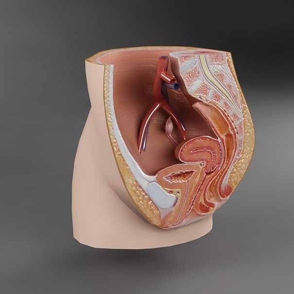 Female Reproductive System 3D Model – Realistic Anatomy Asset, FBX - View 6