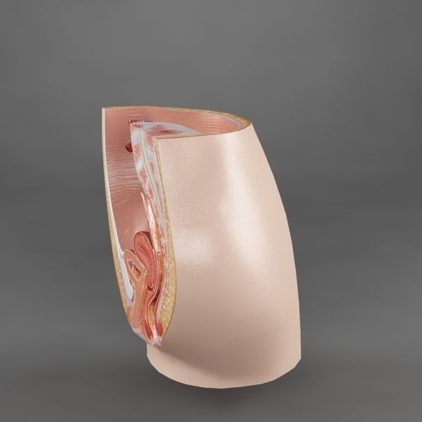 Female Reproductive System 3D Model – Realistic Anatomy Asset, FBX - View 8