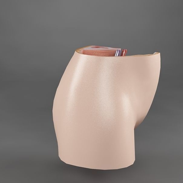Female Reproductive System 3D Model – Realistic Anatomy Asset, FBX - View 9