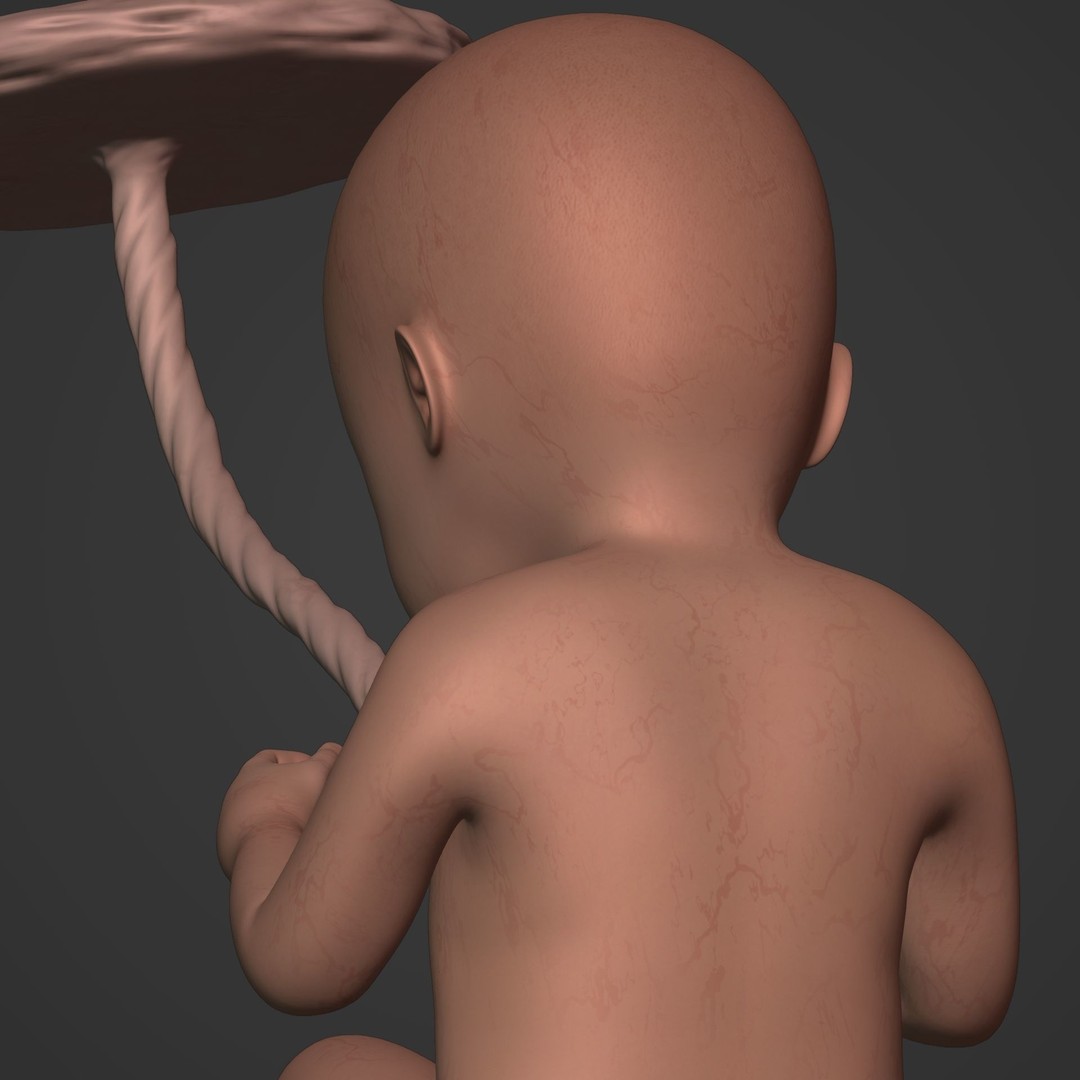 Human Fetus 3D Model – Low Poly Rigged Character for Animation - View 17