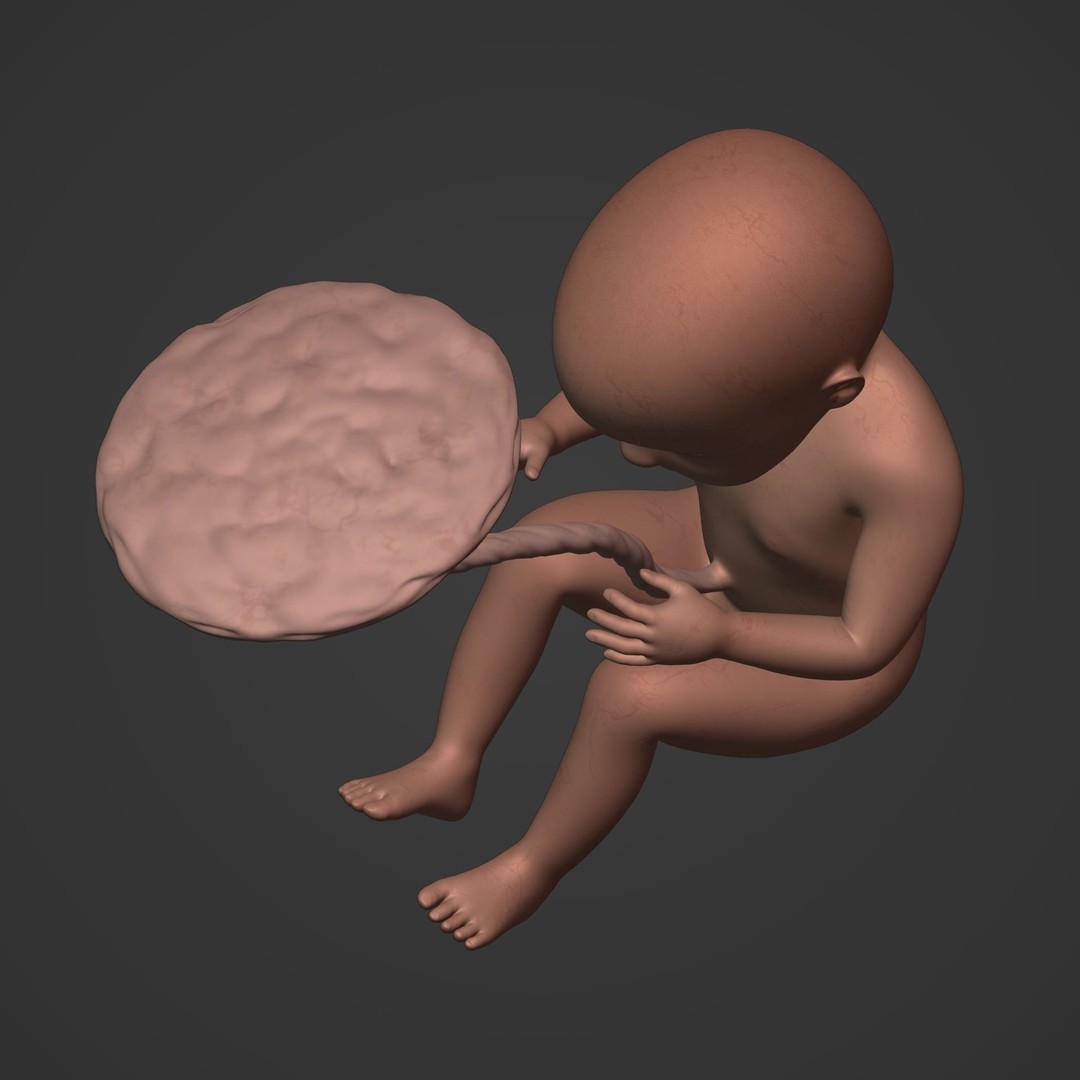 Human Fetus 3D Model – Low Poly Rigged Character for Animation - View 19