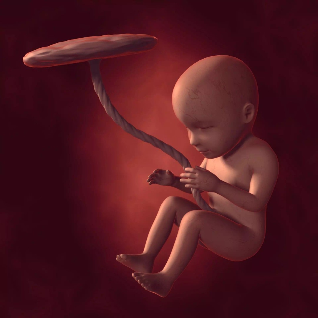 Human Fetus 3D Model – Low Poly Rigged Character for Animation - View 2