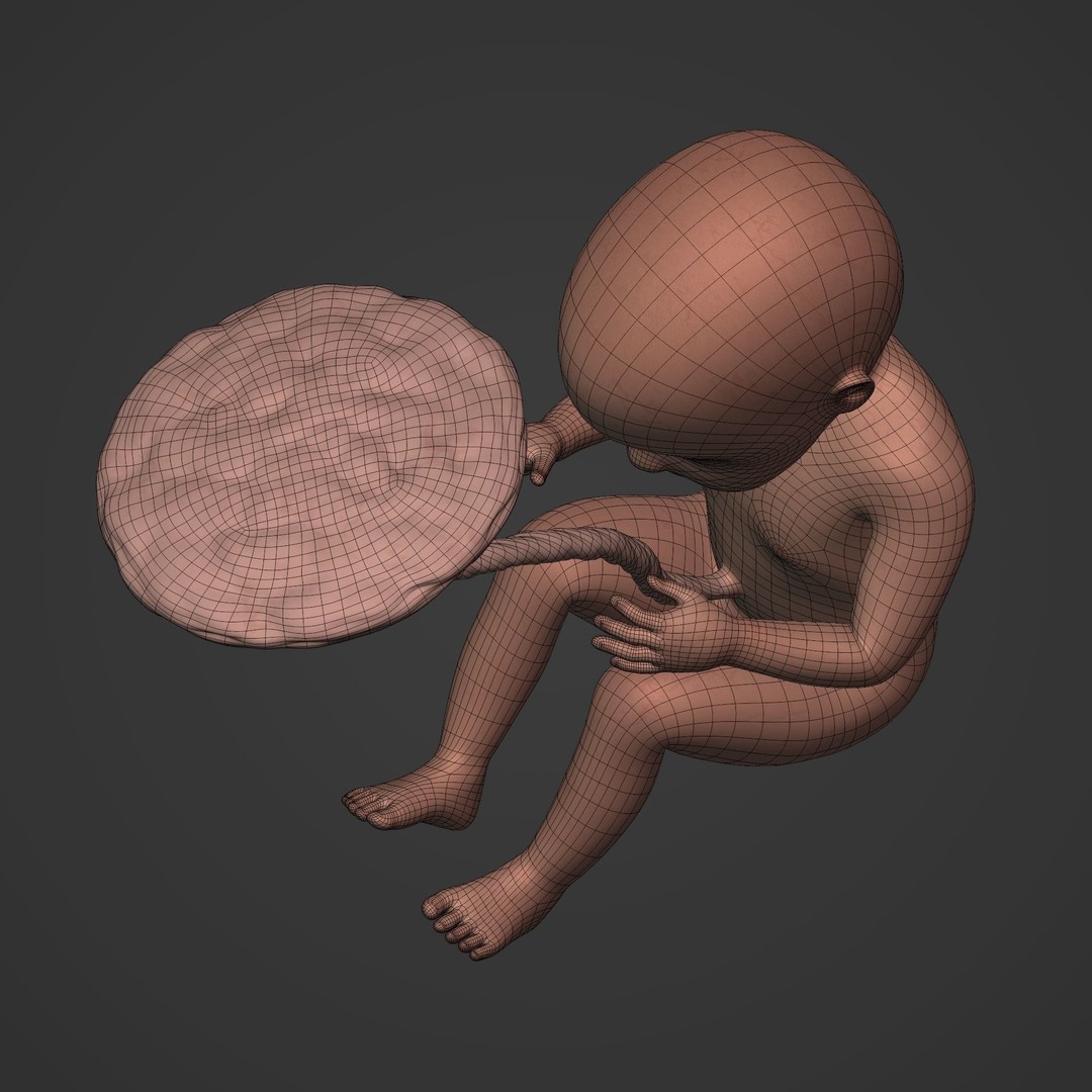 Human Fetus 3D Model – Low Poly Rigged Character for Animation - View 20