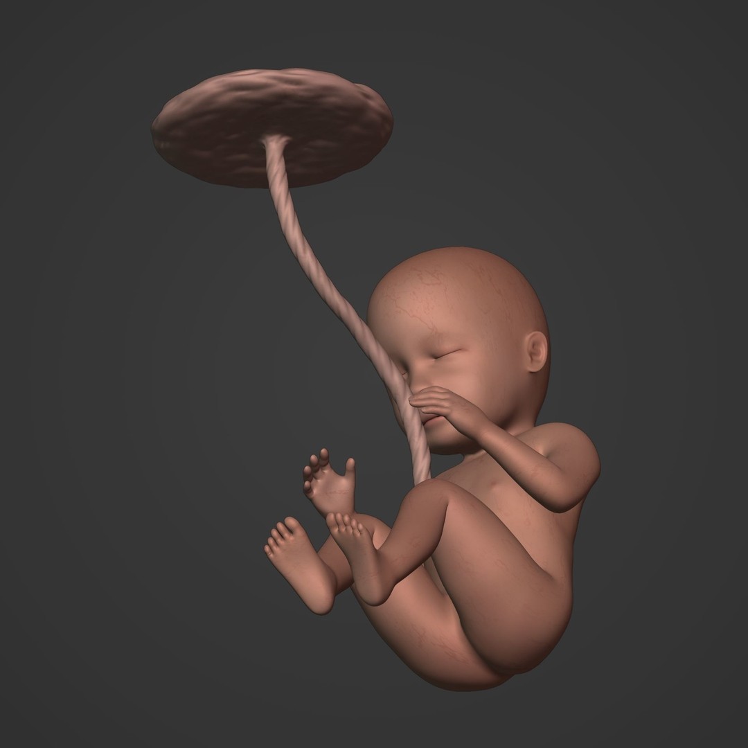 Human Fetus 3D Model – Low Poly Rigged Character for Animation - View 21