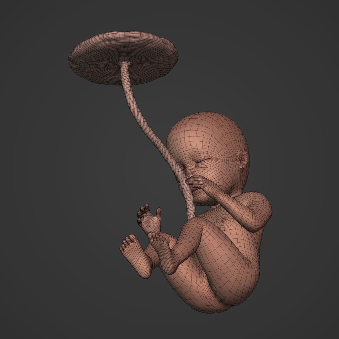 Human Fetus 3D Model – Low Poly Rigged Character for Animation - View 22
