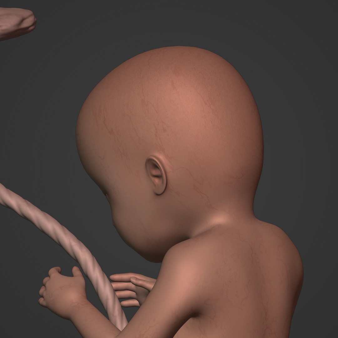 Human Fetus 3D Model – Low Poly Rigged Character for Animation - View 27