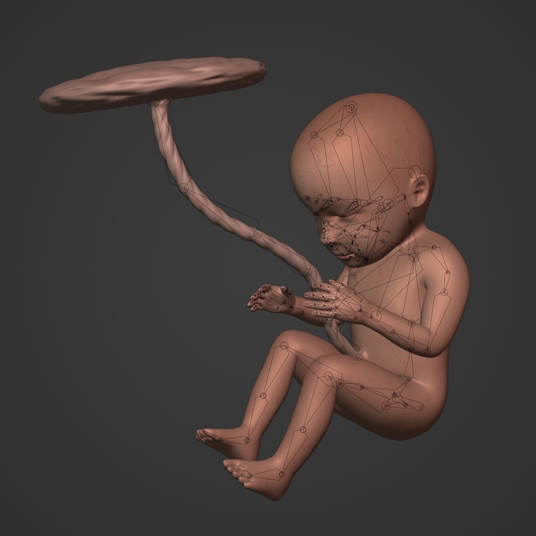 Human Fetus 3D Model – Low Poly Rigged Character for Animation - View 3