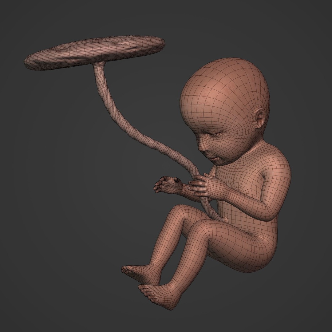 Human Fetus 3D Model – Low Poly Rigged Character for Animation - View 5