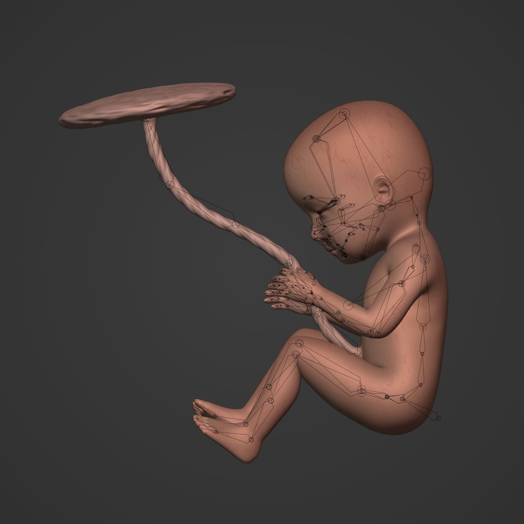 Human Fetus 3D Model – Low Poly Rigged Character for Animation - View 6