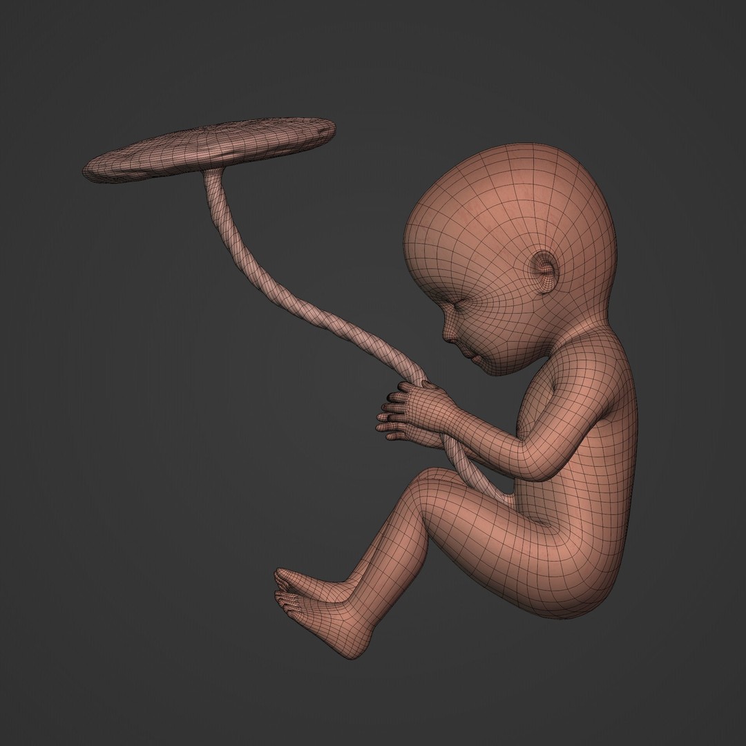Human Fetus 3D Model – Low Poly Rigged Character for Animation - View 8