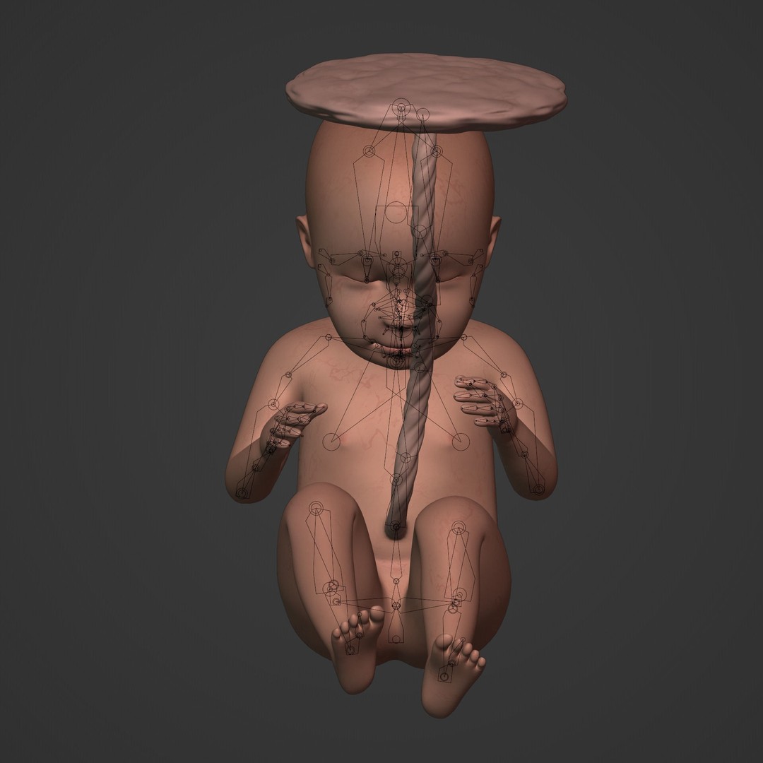 Human Fetus 3D Model – Low Poly Rigged Character for Animation - View 9