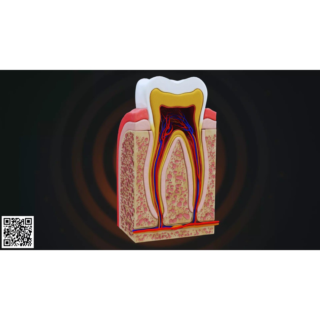 Human Molar Tooth Anatomy 3D Model – Anatomically Accurate, PBR Textures - View 2