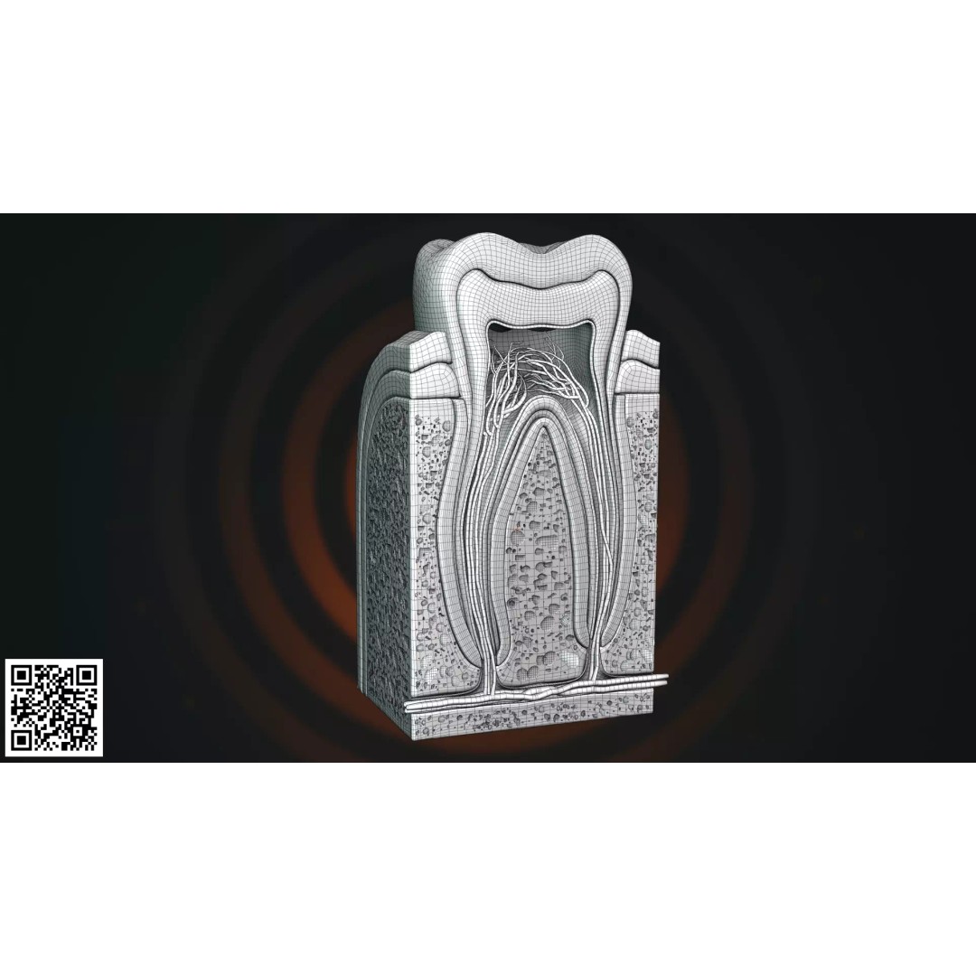Human Molar Tooth Anatomy 3D Model – Anatomically Accurate, PBR Textures - View 3