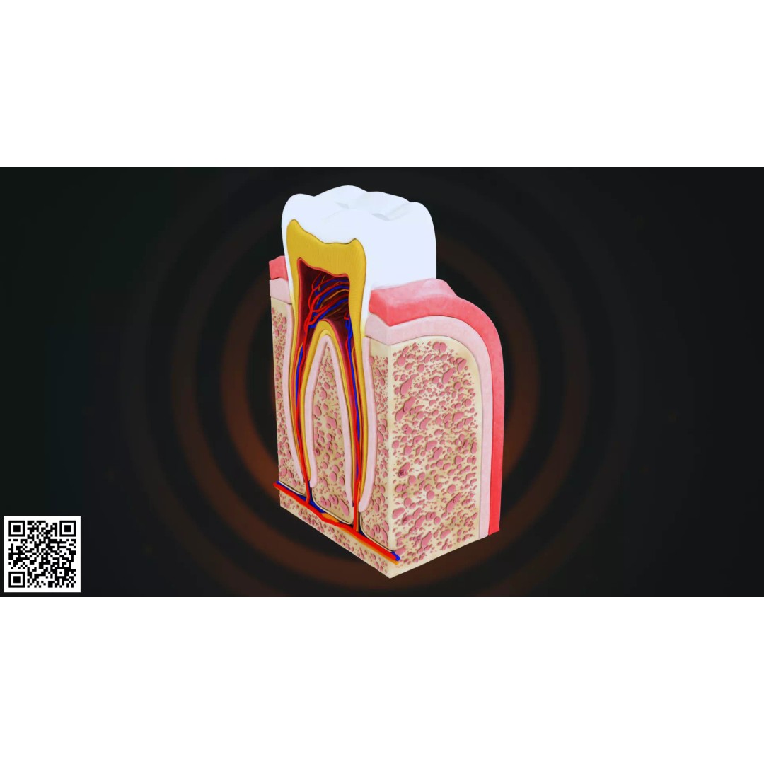 Human Molar Tooth Anatomy 3D Model – Anatomically Accurate, PBR Textures - View 4
