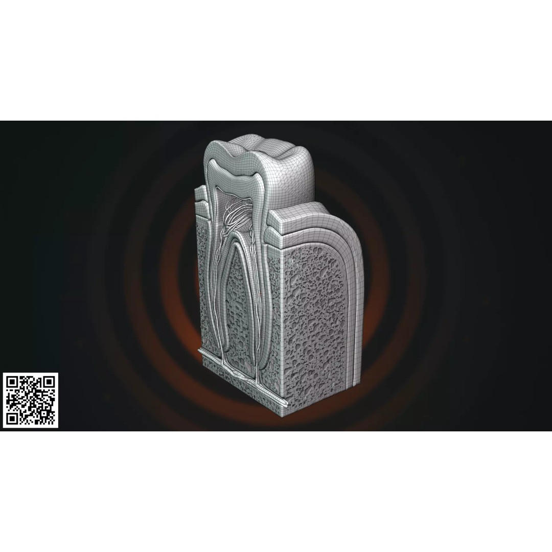 Human Molar Tooth Anatomy 3D Model – Anatomically Accurate, PBR Textures - View 5