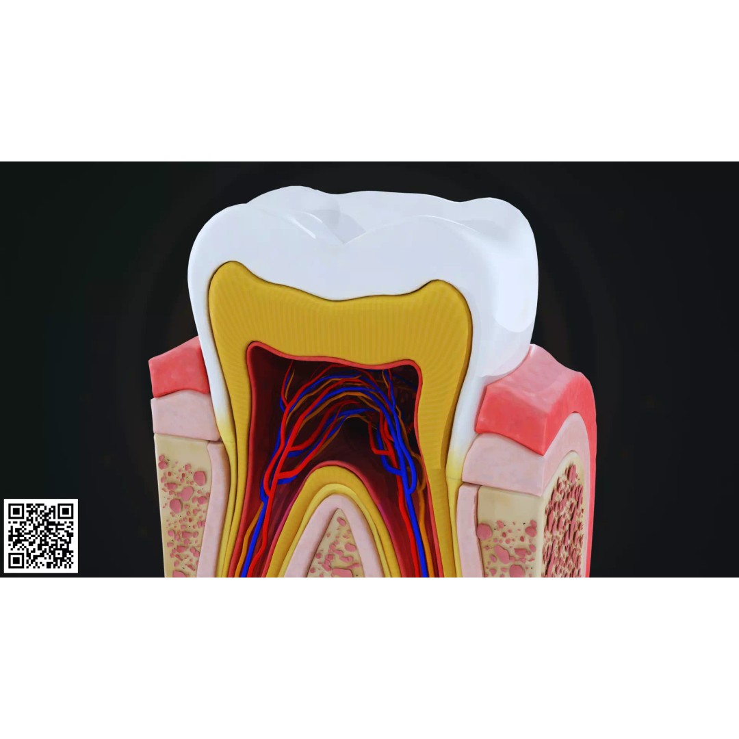 Human Molar Tooth Anatomy 3D Model – Anatomically Accurate, PBR Textures - View 6