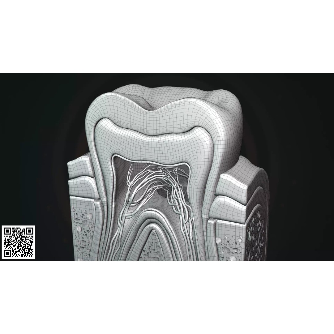 Human Molar Tooth Anatomy 3D Model – Anatomically Accurate, PBR Textures - View 7
