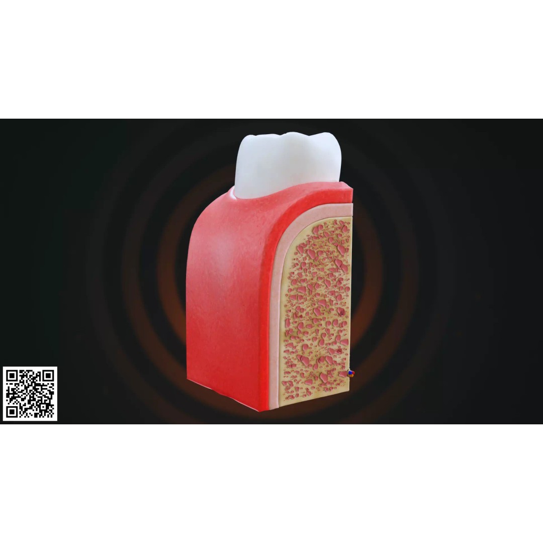 Human Molar Tooth Anatomy 3D Model – Anatomically Accurate, PBR Textures - View 8