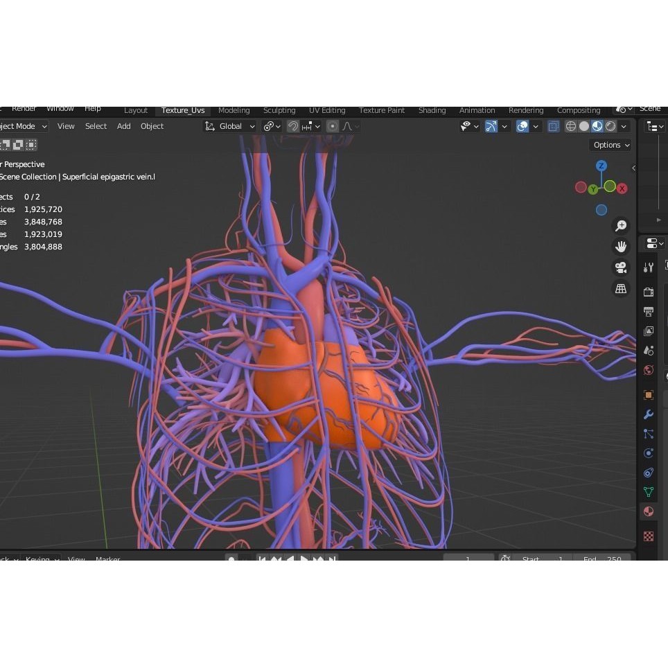 Male Human Body Vascular System 3D Model – Detailed Anatomy Asset, FBX, OBJ