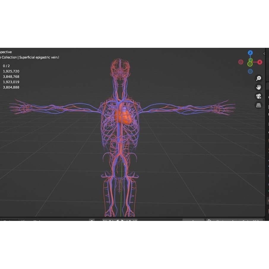Male Human Body Vascular System 3D Model – Detailed Anatomy Asset, FBX, OBJ - View 10