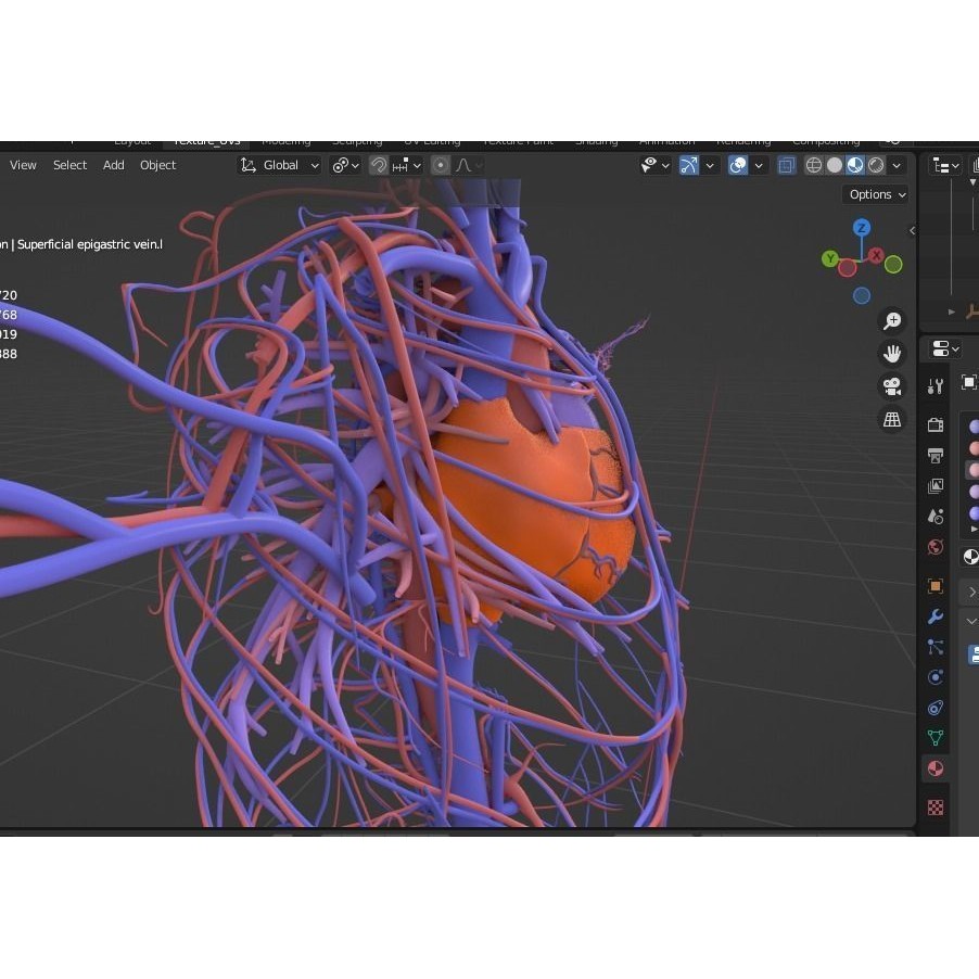 Male Human Body Vascular System 3D Model – Detailed Anatomy Asset, FBX, OBJ - View 11