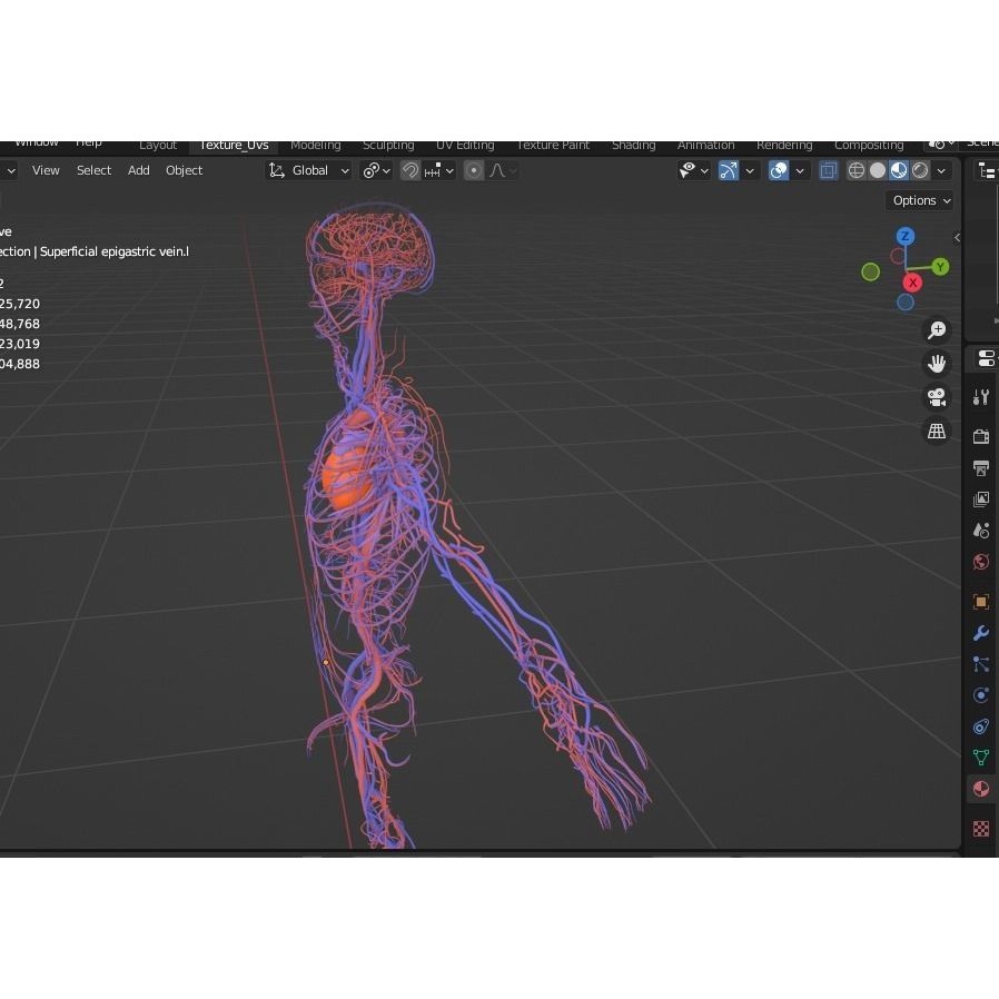 Male Human Body Vascular System 3D Model – Detailed Anatomy Asset, FBX, OBJ - View 12