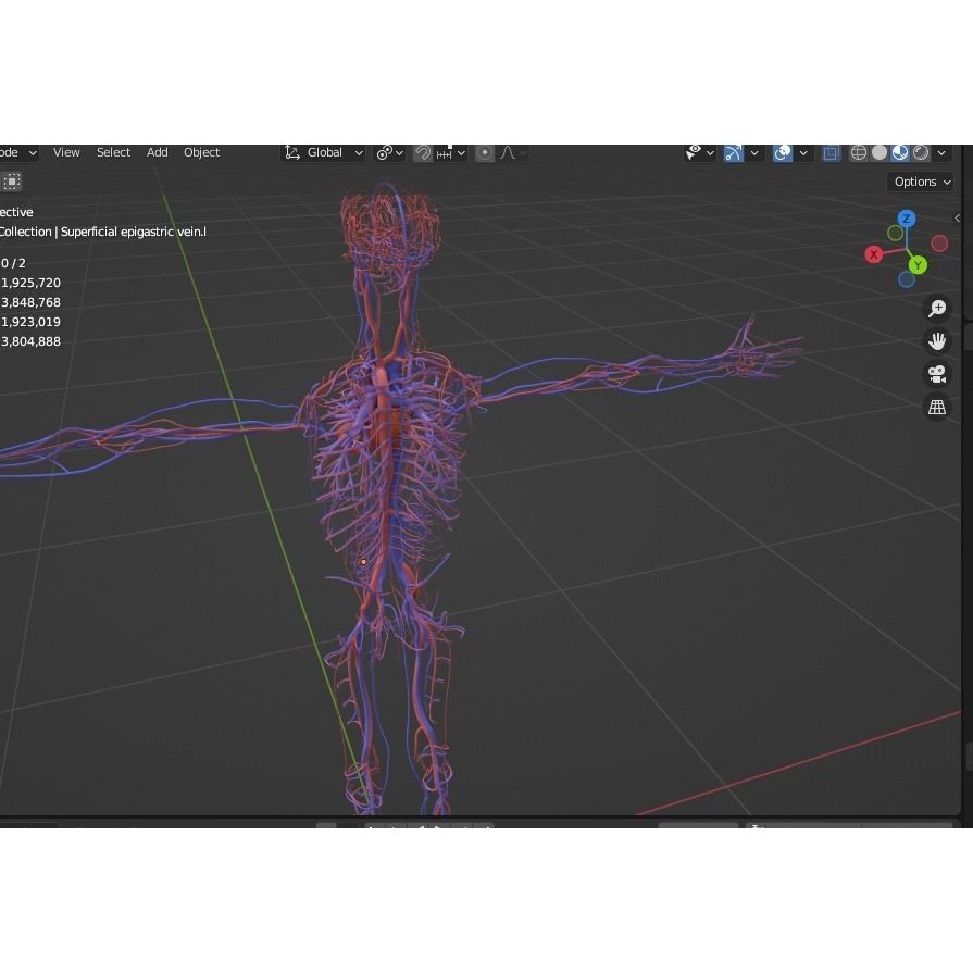 Male Human Body Vascular System 3D Model – Detailed Anatomy Asset, FBX, OBJ - View 13