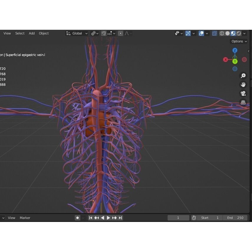 Male Human Body Vascular System 3D Model – Detailed Anatomy Asset, FBX, OBJ - View 16