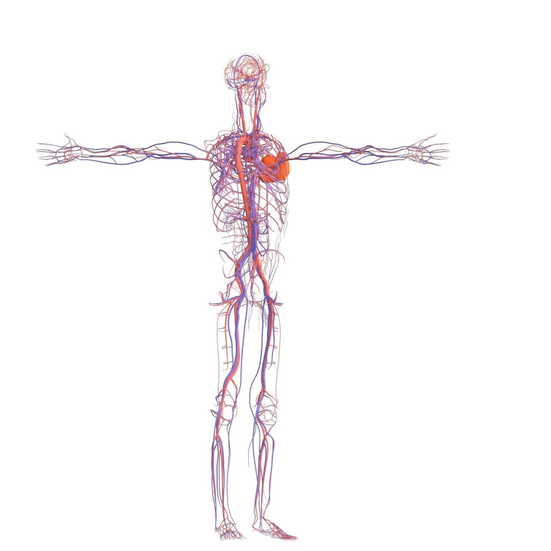 Male Human Body Vascular System 3D Model – Detailed Anatomy Asset, FBX, OBJ - View 17