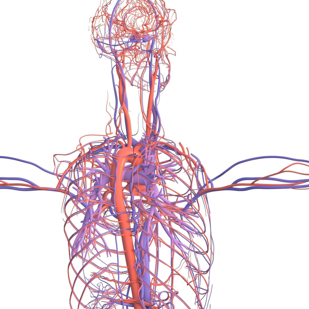 Male Human Body Vascular System 3D Model – Detailed Anatomy Asset, FBX, OBJ - View 18