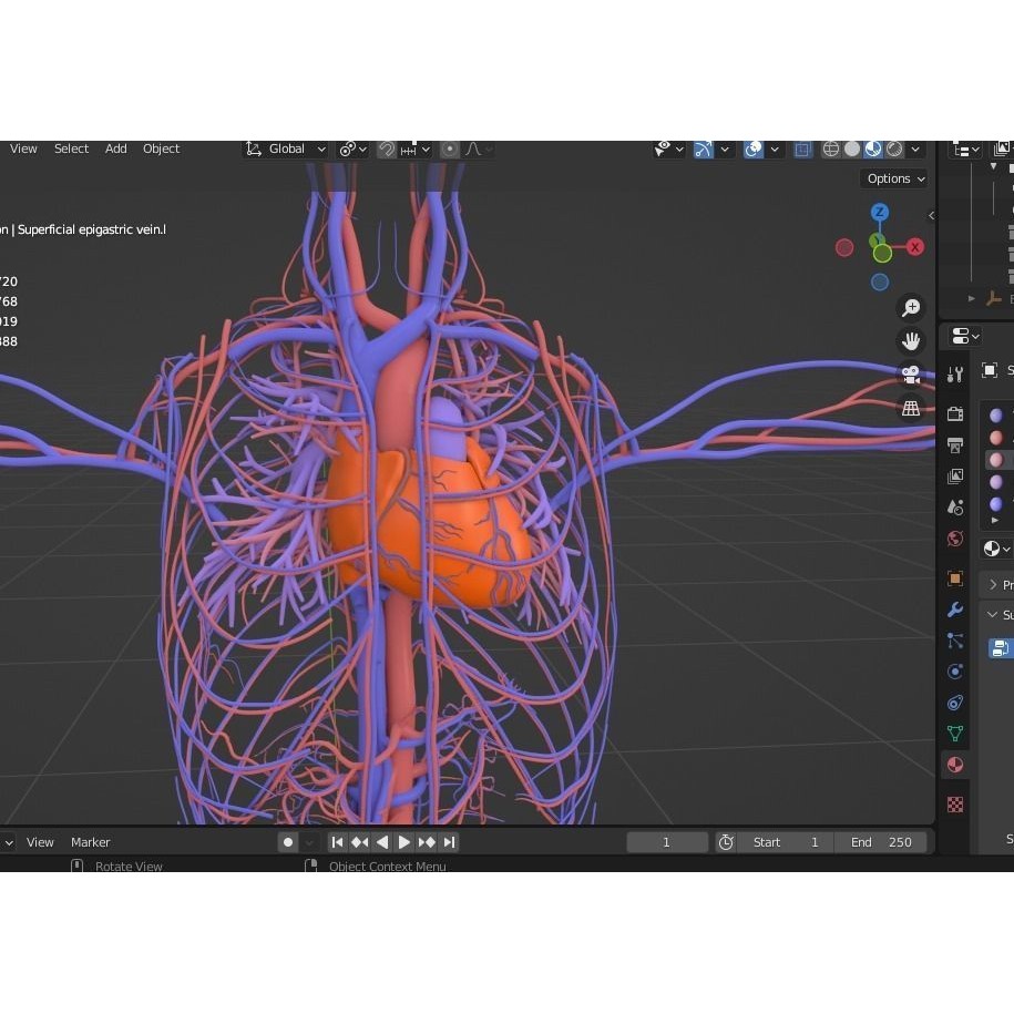 Male Human Body Vascular System 3D Model – Detailed Anatomy Asset, FBX, OBJ - View 3