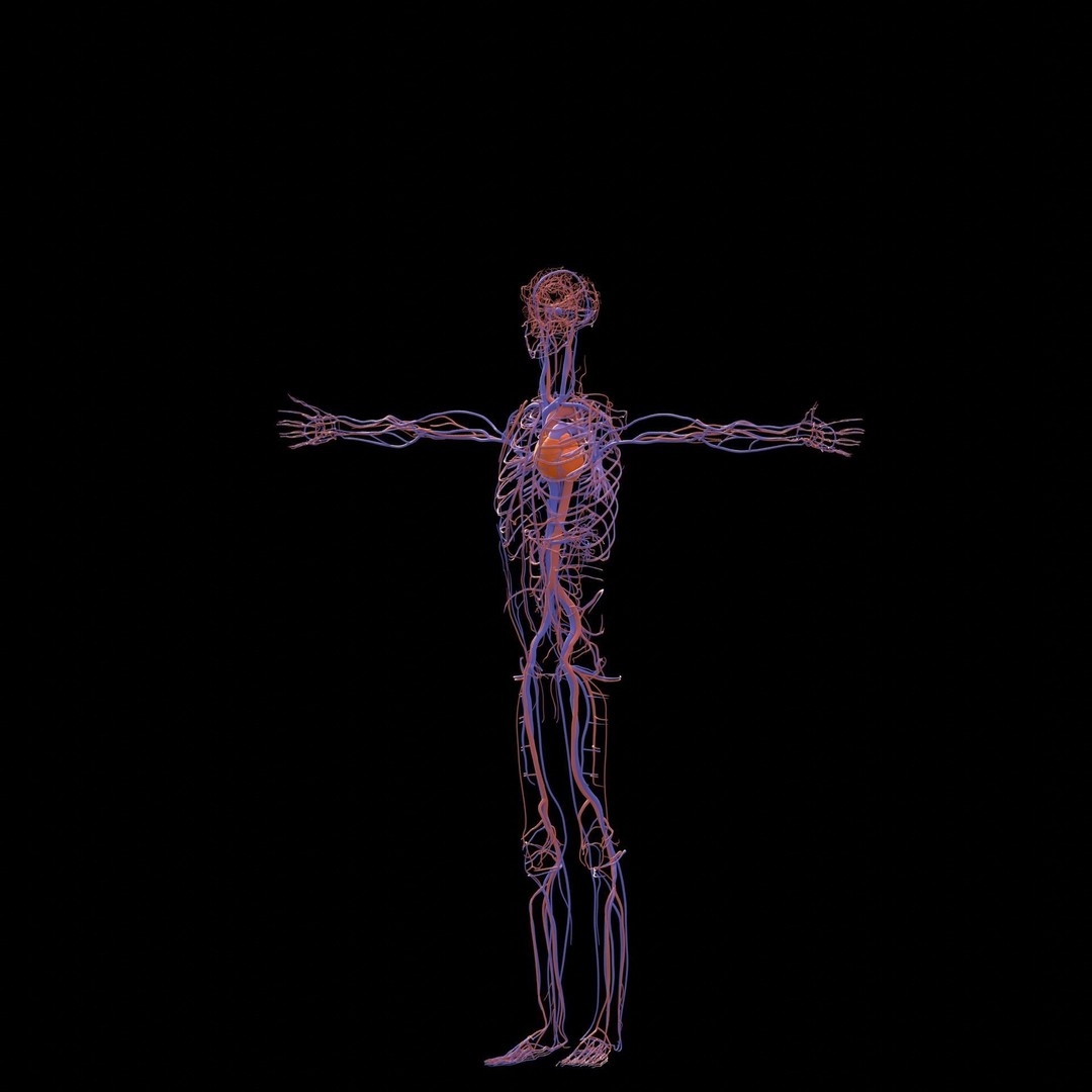 Male Human Body Vascular System 3D Model – Detailed Anatomy Asset, FBX, OBJ - View 4