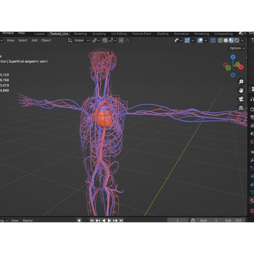 Male Human Body Vascular System 3D Model – Detailed Anatomy Asset, FBX, OBJ - View 5