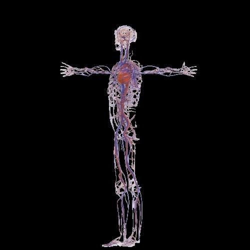 Male Human Body Vascular System 3D Model – Detailed Anatomy Asset, FBX, OBJ - View 6