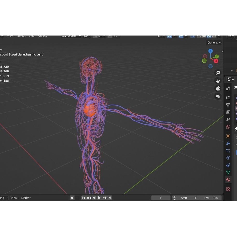 Male Human Body Vascular System 3D Model – Detailed Anatomy Asset, FBX, OBJ - View 7