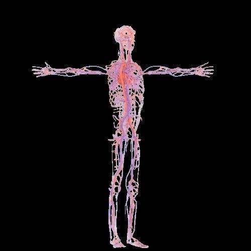 Male Human Body Vascular System 3D Model – Detailed Anatomy Asset, FBX, OBJ - View 8