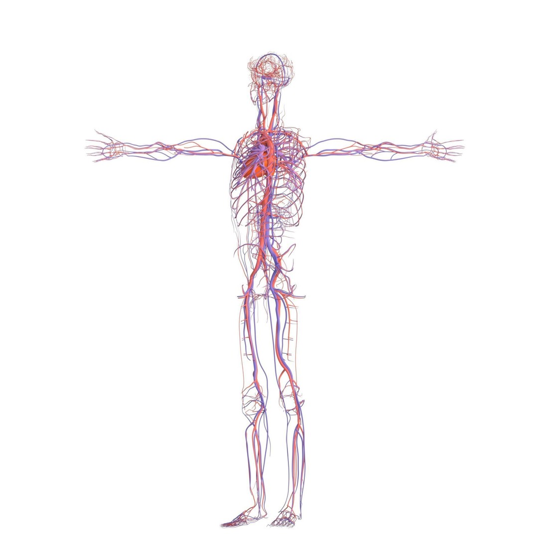 Male Human Body Vascular System 3D Model – Detailed Anatomy Asset, FBX, OBJ - View 9