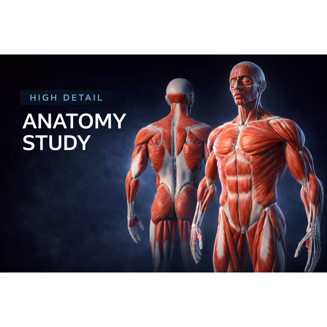 Human Anatomical Muscle 3D Model – Realistic High-Quality Asset, FBX, Blender - View 2