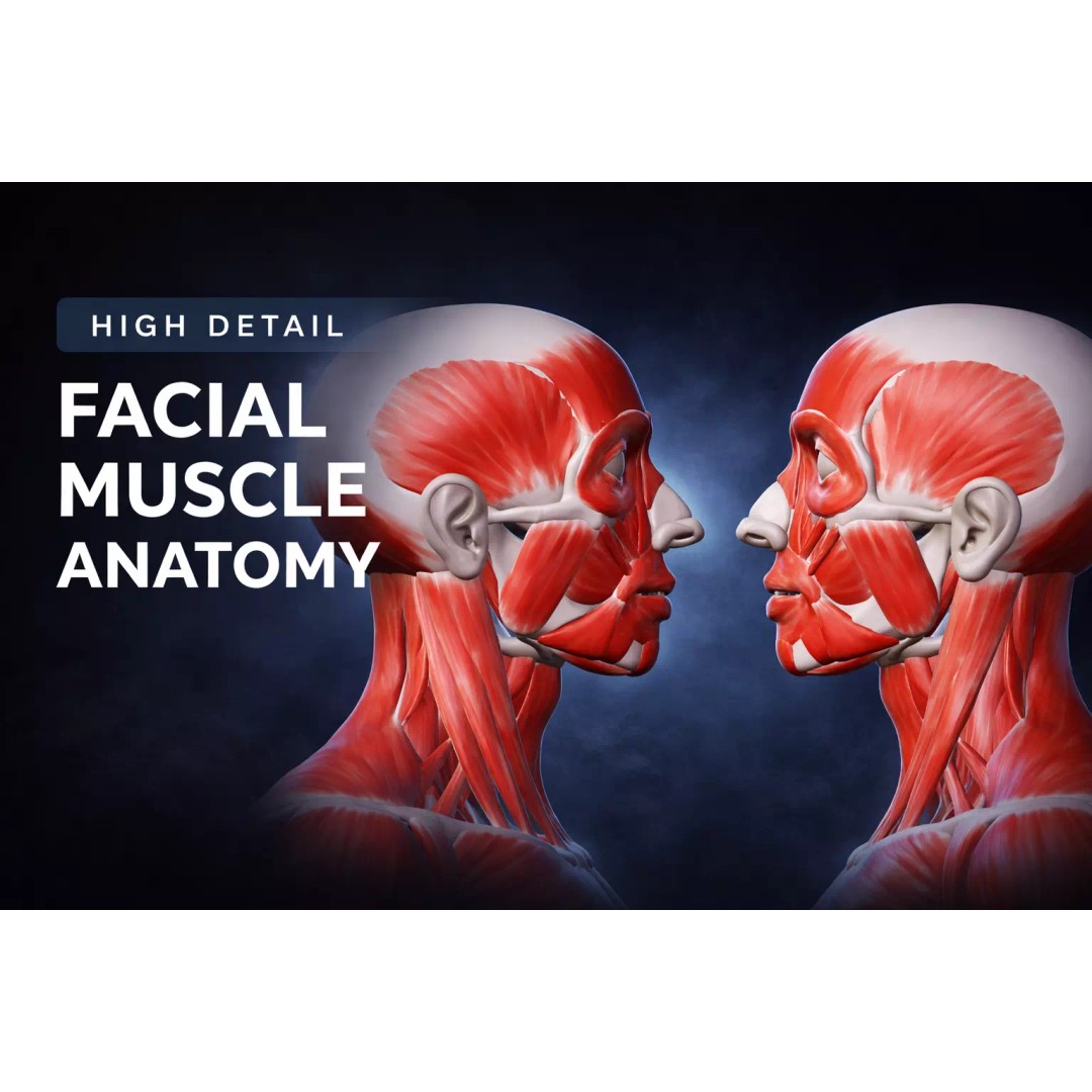 Human Anatomical Muscle 3D Model – Realistic High-Quality Asset, FBX, Blender - View 5