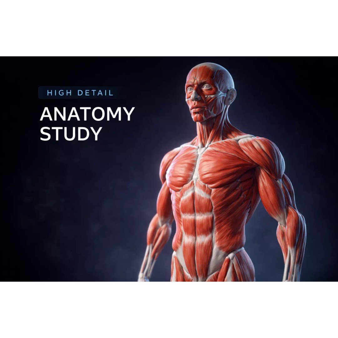 Human Anatomical Muscle 3D Model – Realistic High-Quality Asset, FBX, Blender - View 8