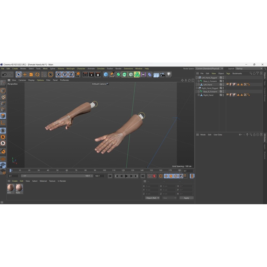 Female Hand 3D Model – Rigged Low Poly Anatomy for Animation - View 16